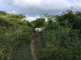 Vieques Horse on Beach Path
